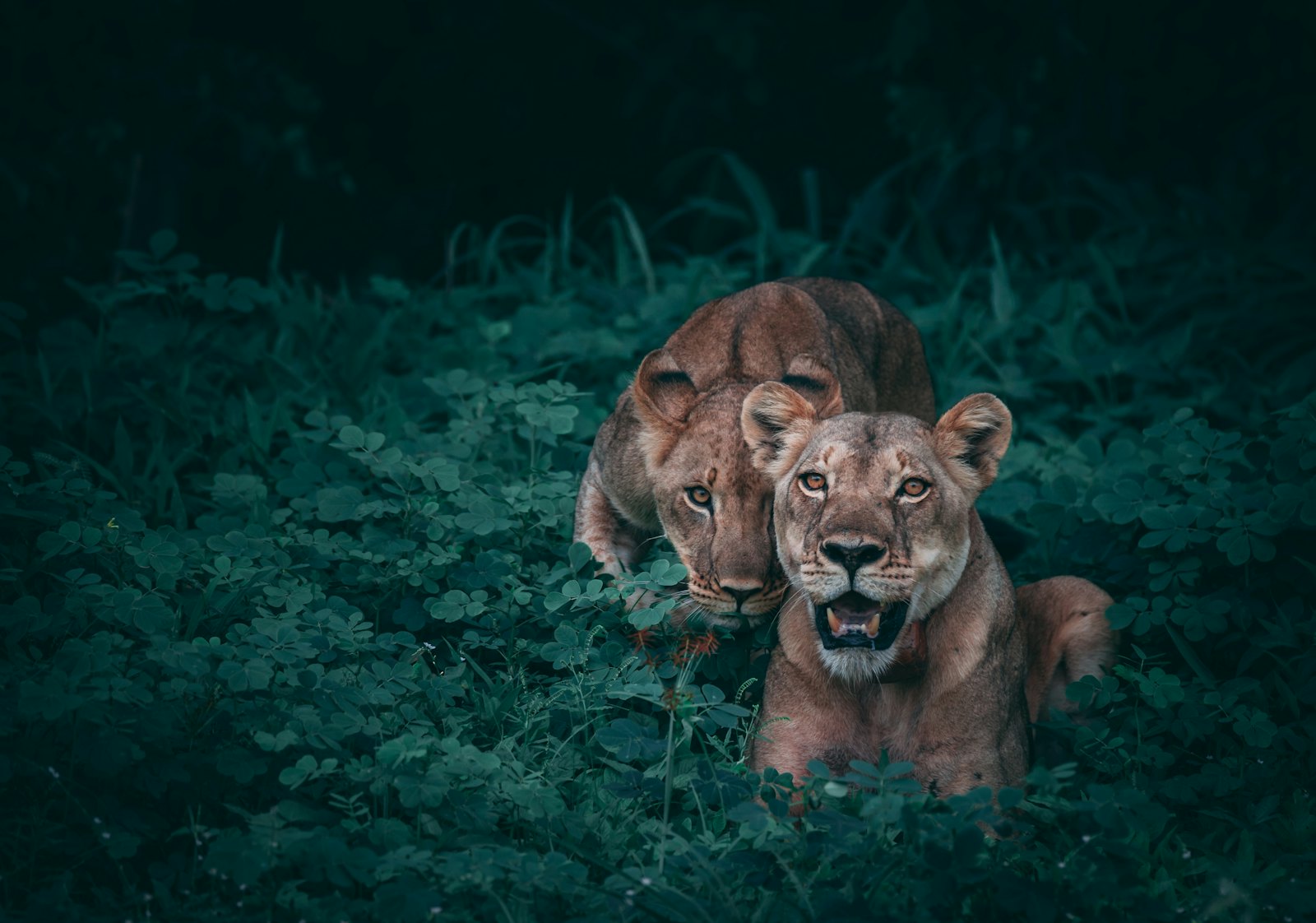 Two lionesses resting together in deep green undergrowth