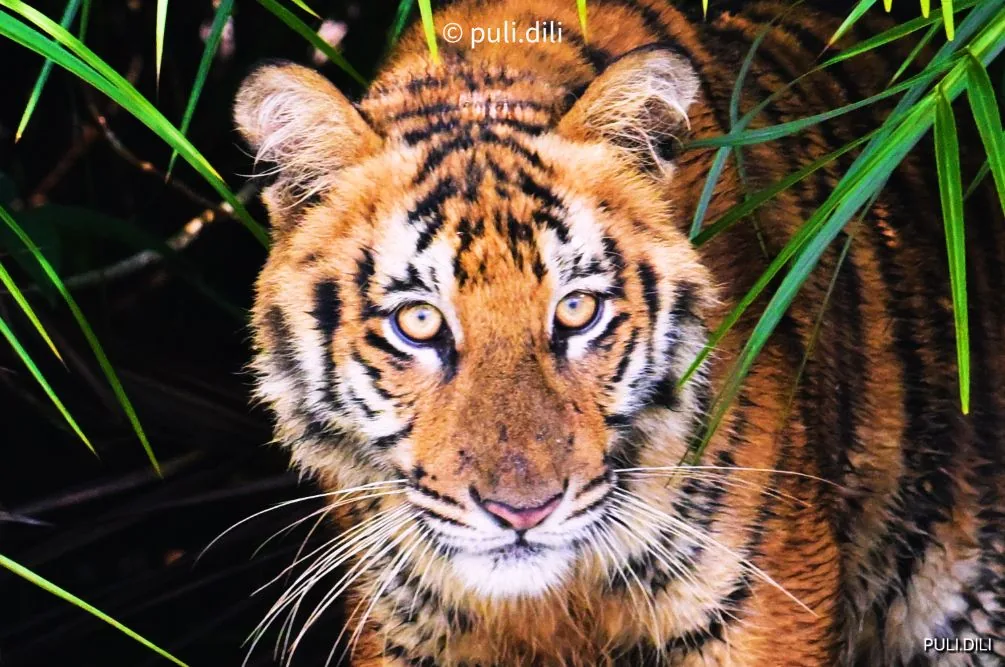 A tiger cub in the Sunderbans, half in the grass, looking straight at the camera