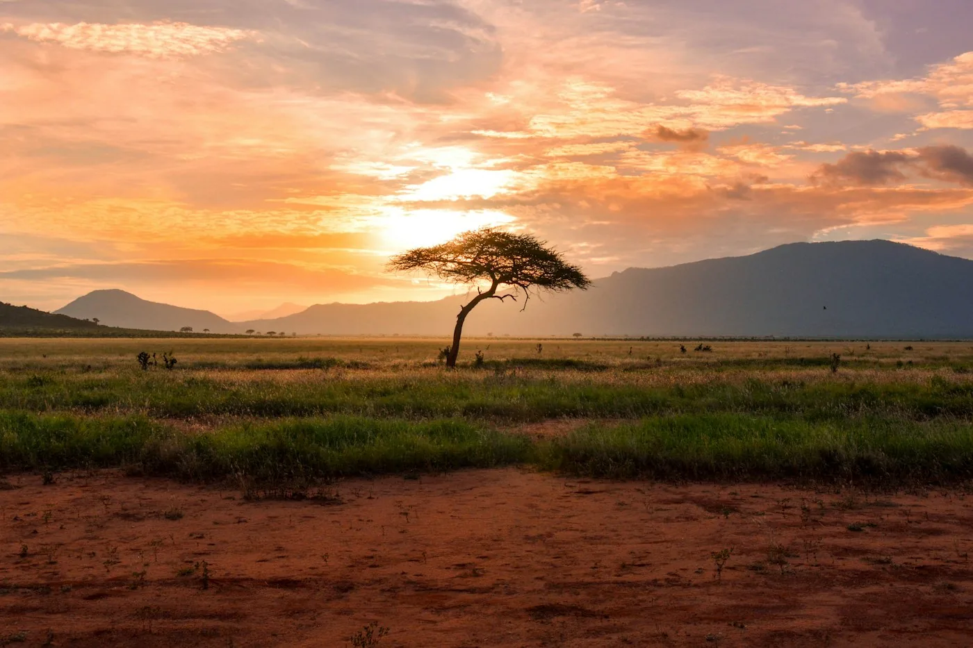 A lone acacia tree on open savanna under a wide sunrise sky